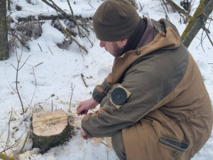 Пиляли дерева без дозволу: інспекція виявила порушення у Запорізькому районі (фото)