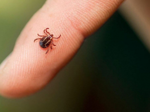 Кожен другий кліщ потенційно небезпечний: у Запорізькій області вже зафіксували перші укуси (відео)