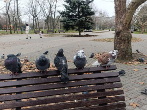 Тепла та туманна зима: у Запоріжжі прогнозують стабільно плюсову погоду