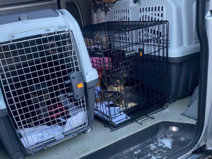 Під загрозою FPV-дронів: з Комишувахи врятували понад 100 тварин (відео)