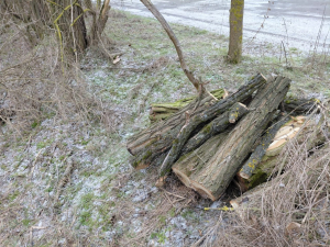 Дрова, які встиг незаконно спиляти чоловік у Запорізькому районі, доки його не зупинили