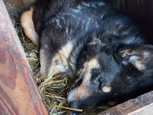 Під час масованої атаки дронів у запорізькому притулку загинула собака