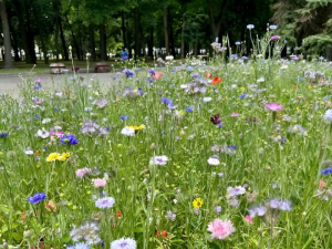 У Запоріжжі висадили різнотрав’я з Британії та Німеччини — насіння надіслали українські переселенці (фото)