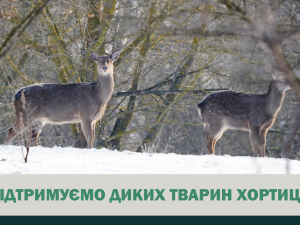 Зима на Хортиці - як у заповіднику допомагають диким тваринам пережити морози (фото)