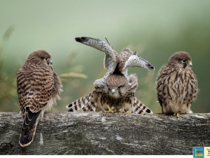 У Запоріжжі покажуть виставку Міжнародного салону "Фотовернісаж на Покрову" - безкоштовний захід