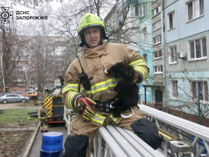 У Запоріжжі котик заліз на дерево на висоту п'ятого поверху та не міг спуститись - що зробили мешканці