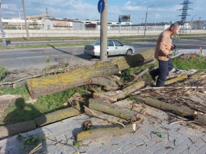 У Запоріжжі затримали «міського лісоруба» (фото)