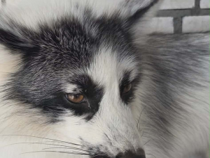 Запорізький притулок прихистив незвичайну тварину - фото