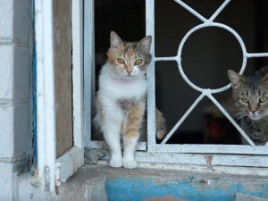 Коти родини актора Євгена Козьмика, фото "Суспільне. Черкаси"