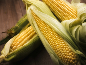 Цукрова кукурудза: коли та як виростити смачні злаки