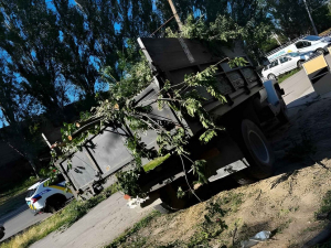 У Дніпровському районі міста без дозволу майже повністю знищили дерево