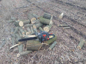 Напиляти дров непомітно не вийшло - у Запорізькому районі екологи натрапили на браконьєра (фото)