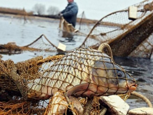 На Дніпровському водосховищі затримали браконьєра з 800 метрами риболовних сіток (фото, відео)