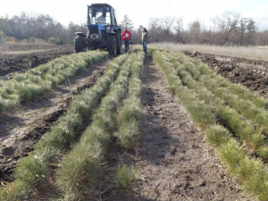 Із лісництва в Запорізькому районі евакуювали тисячі саджанців сосни Палляса