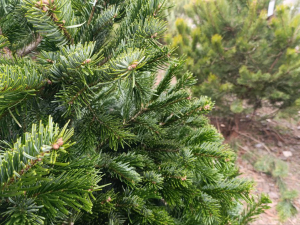 Від маленької сосни до пухнастої піхти - скільки коштують новорічні дерева в Запоріжжі цього року (фото)