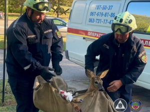 У Запоріжжі врятували косулю з травмованою лапкою