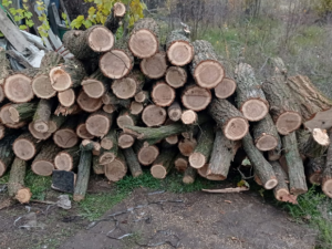 У Запорізькій області чоловік незаконно вирубував дерева в лісосмузі