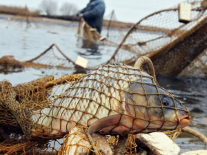 У Запорізькій області затримали браконьєрів, які ловили рибу сітками - фото