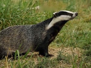 Тварина повернулася на волю - у Запоріжжі рятувальники витягли борсука з каналізаційної шахти (фото)