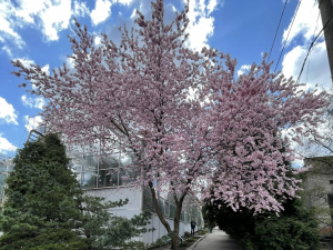Сакура, магнолії, весняний настрій: запорізький ботанічний сад відкрився для відвідувачів (фото)