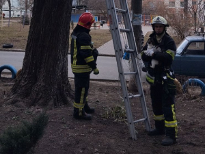 Зняли з семиметрової висоти - у Запоріжжі надзвичайники врятували кота (фото)