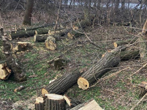 Мешканець Запорізької області найняв людей для незаконної вирубки лісу