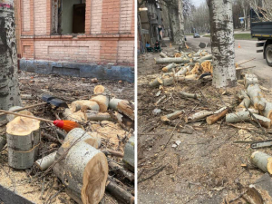 Зрубали під корінь: у Запоріжжі екологи перевірили законність знесення тополь