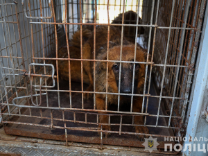 Три десятки собак в квартирі - у Запоріжжі поліція розслідує факт жорстокого поводження з тваринами (відео)