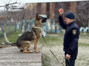 Міла та Нота - У Запоріжжі нові чотирилапі рятувальники шукатимуть людей під завалами  (фото)