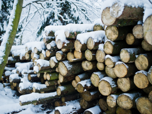 Понад 11 тисяч гривень збитків: у  Вільнянській громаді незаконно зрубали дерева