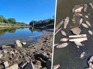 Мор риби на ставку — екологи перевірили воду біля Запоріжжя-Лівого (фото, відео)