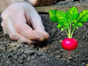 Коли  краще сіяти редиску навесні, фото: ілюстративне 