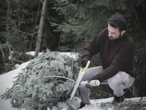 Незаконні новорічні ялинки - запоріжця нагадали чому не можна рубати хвойні дерева і яка відповідальність чекає на порушників