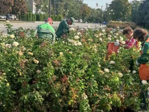 У Запоріжжі комунальники доглядають троянди - фото