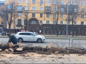 На центральному запорізькому проспекті масово спиляли дерева - міська влада прокоментувала ситуацію (відео)