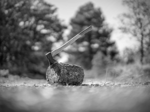 У Запоріжжі зафіксували незаконну вирубку дерев: екоінспекція встановила збитки понад 6 тис. грн