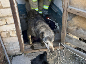 У Запоріжжі собака мало не потонув у туалеті - як його рятували
