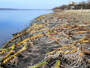 Водойми в Запорізькій області катастрофічно міліють з кожним днем - фото