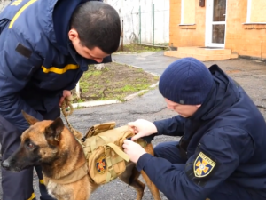 Як пес Майстер допомагає запорізьким рятувальникам шукати вибухівку