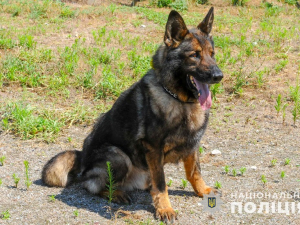 Запорізькі поліцейські розповіли неймовірну історію службового собаки – фото