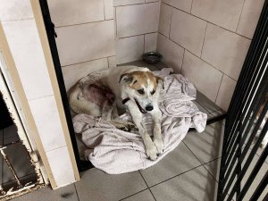 Приповз до людських воріт - у Запоріжжі рятують собаку, що дивом вижив під час обстрілу Малокатеринівки (фото)