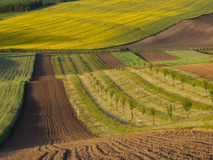 Мешканець Запорізької області незаконно привласнив лісові та сільськогосподарські земельні ділянки