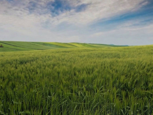 Земля без договору: в Запоріжжі чоловік роками користувався ділянкою і не платив