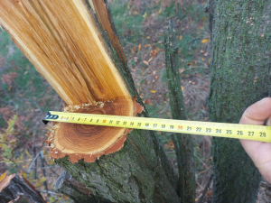 На Запоріжжі незаконно зрубали дерева – екологи порахували збитки (фото)