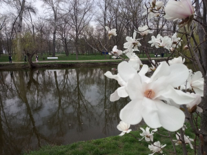 Сезон магнолій і лебеді: у вихідні в запорізькому парку був аншлаг - фото