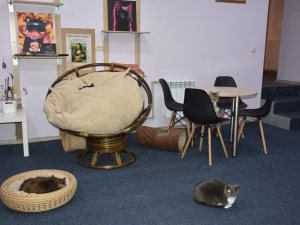 Котокафе у Запоріжжі відкрив завдяки гранту 22-річний Олександр Авраменко