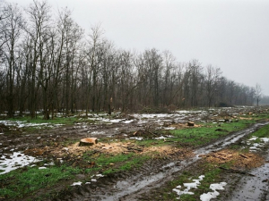 Пиляли дерева на замовлення: у Запорізькому районі викрили «чорних лісорубів»