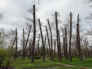 Обрізка по-новому: у Запоріжжі змінять підхід до догляду за деревами