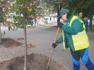 На головному проспекті Запоріжжя почали висаджувати дерева з дивовижним ароматом квітів