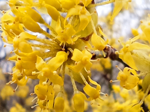 У Запоріжжі на Хортиці квітне кизил - фото